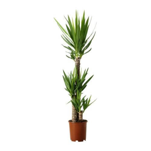 plante yucca